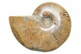 Polished Cretaceous Ammonite (Cleoniceras) Fossil - Madagascar #216114-1